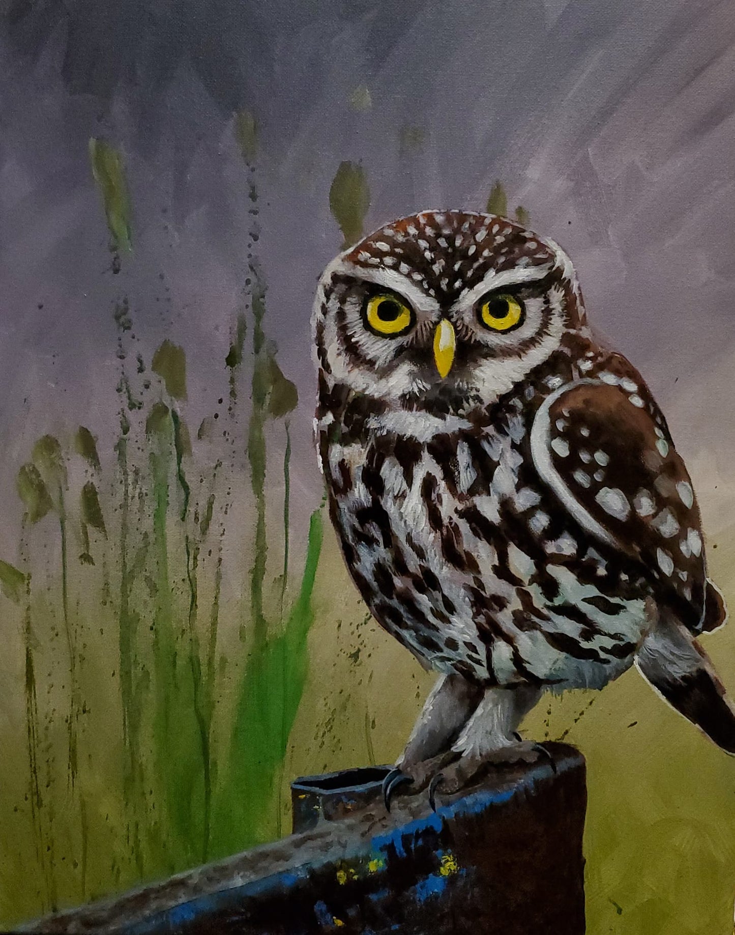 Owl