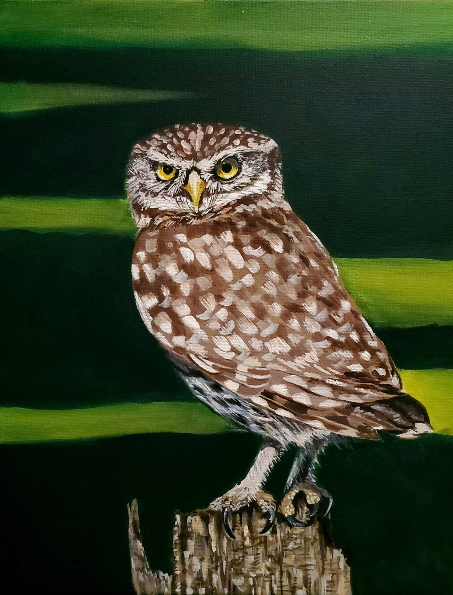Owl