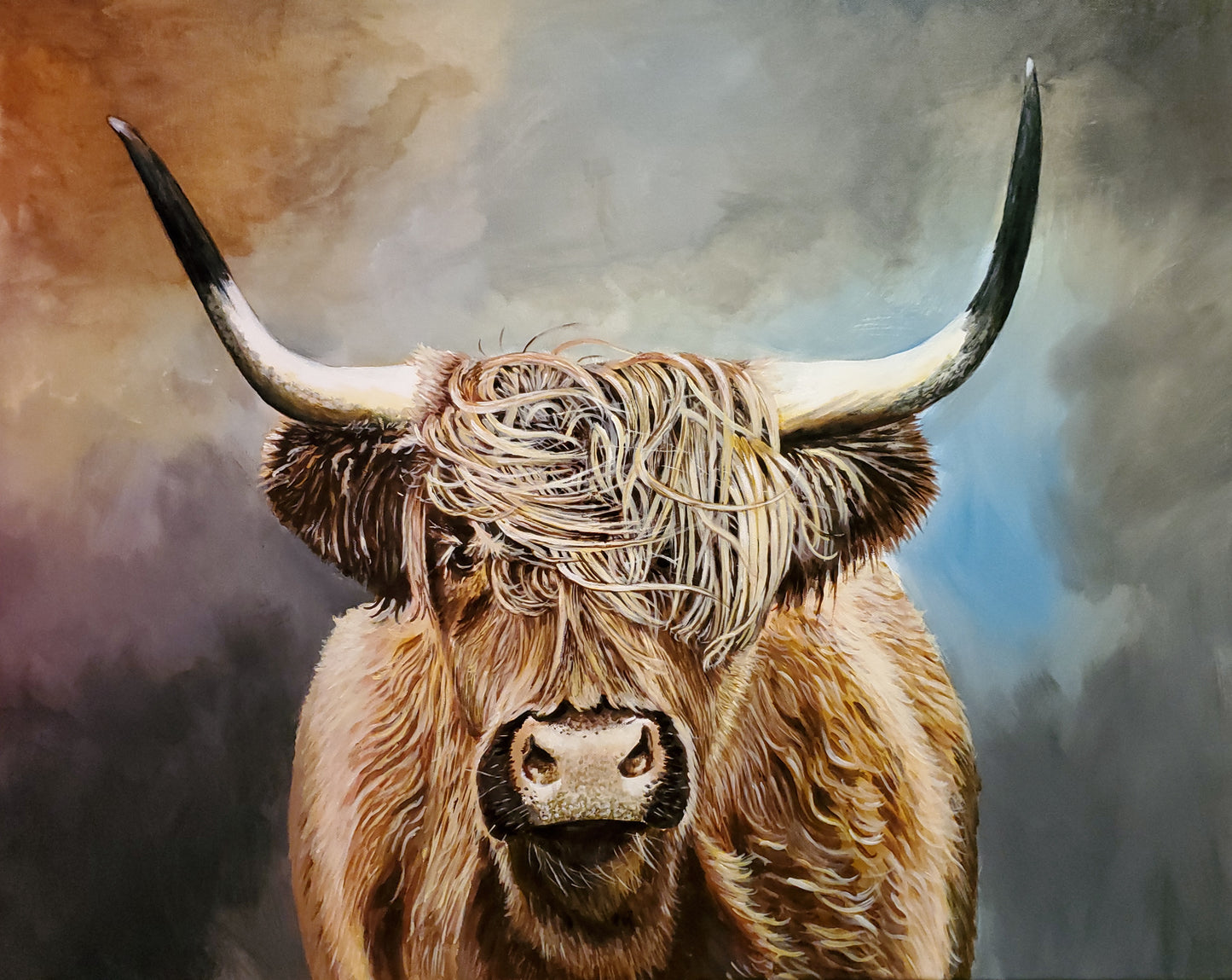 Highland Cow