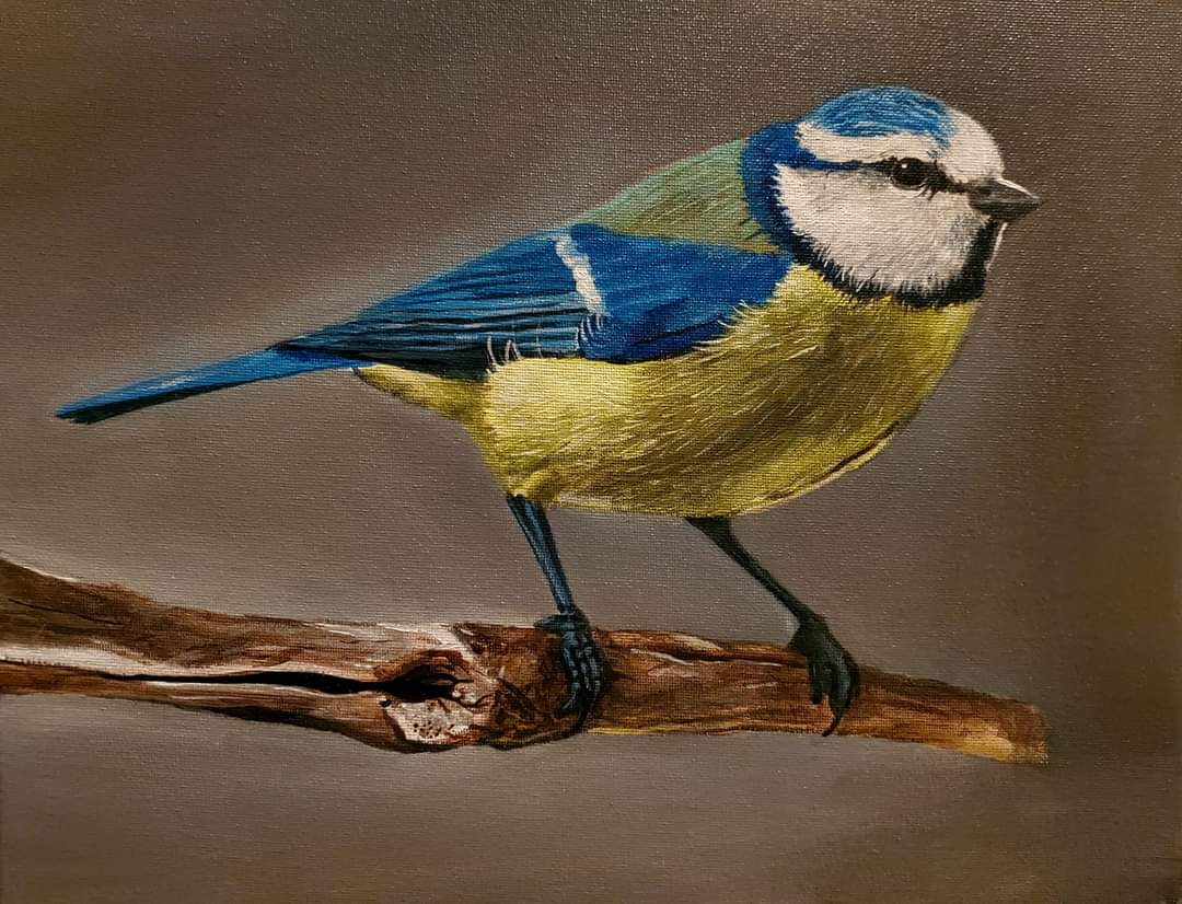 Blue Tit