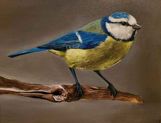 Blue Tit